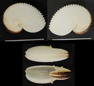 Microshells: Argonauta nodosa チリメンアオイガイ