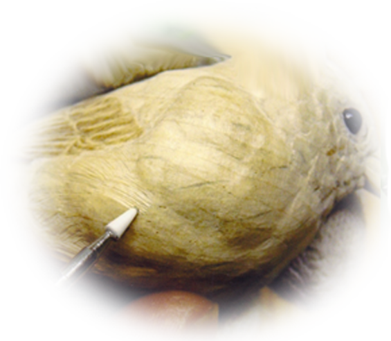 バードカービングへの想い｜鳥の工房つばさ｜世田谷と伊豆高原のバード