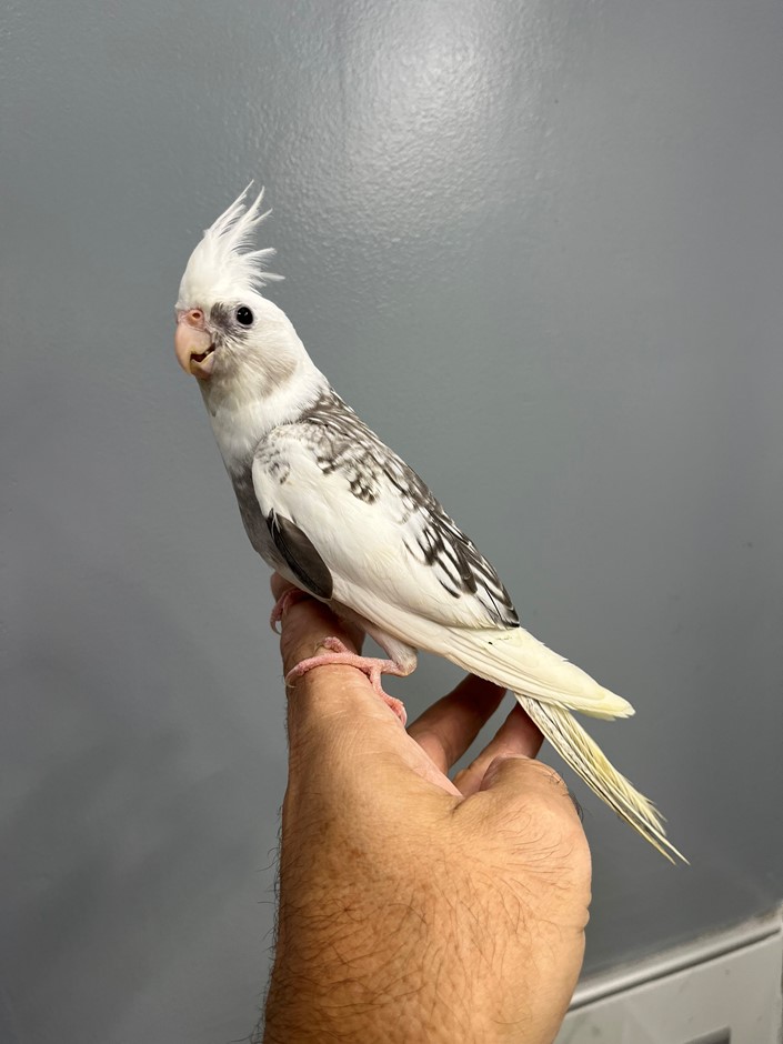 Cockatiel #220568 for sale in Raleigh, , NC