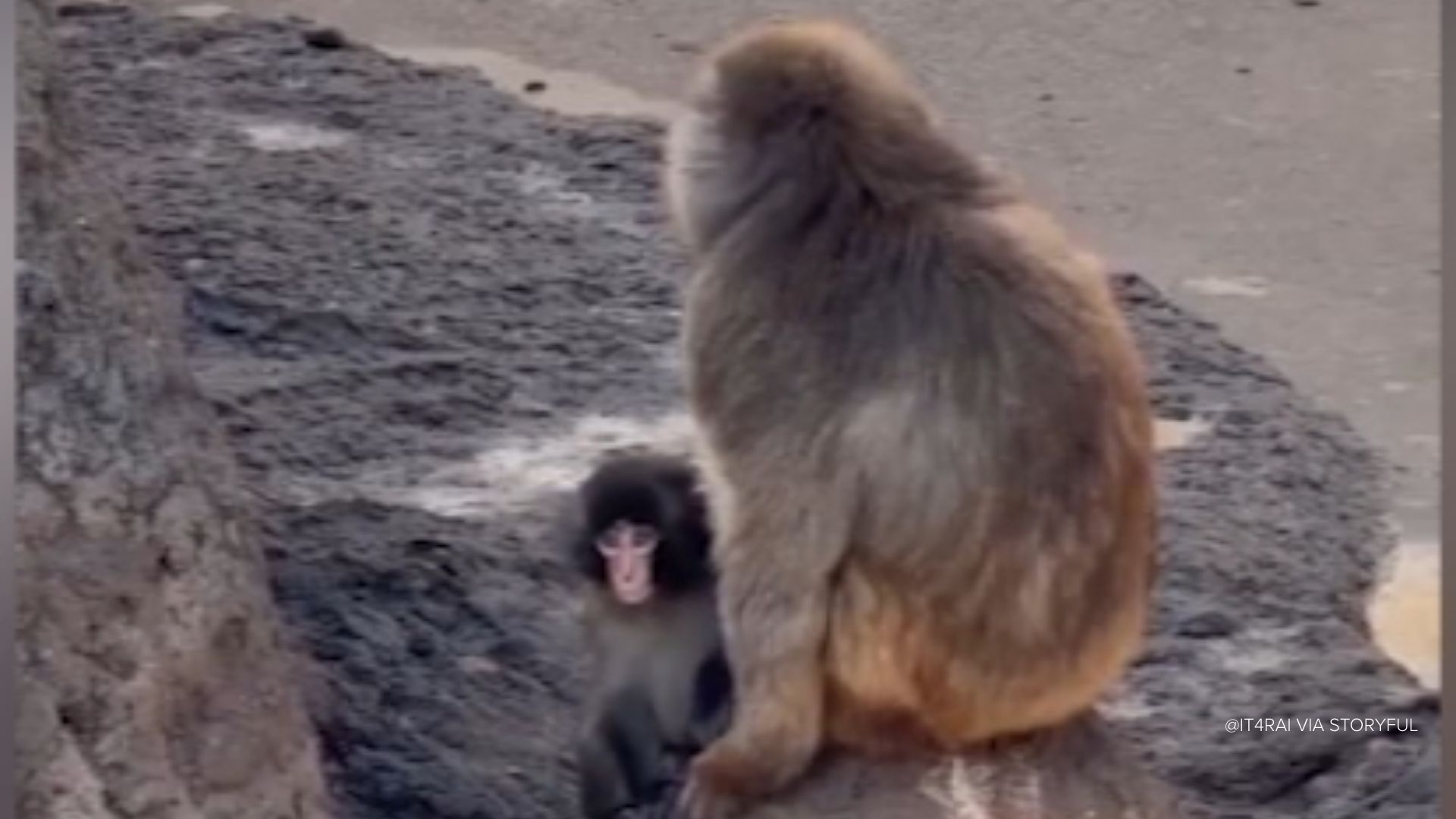 Punch the monkey has made friends at Ichikawa Zoo after going