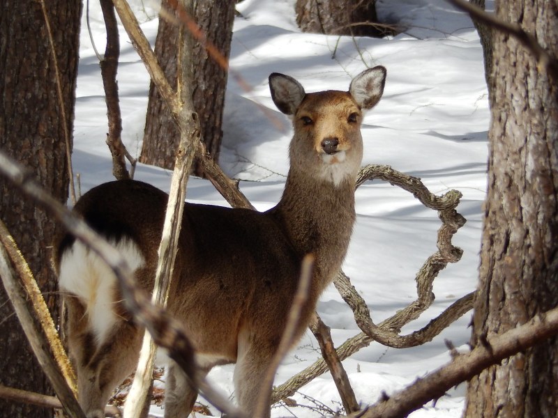 ニホンジカ：長野県が初の「GPS行動調査」実施へ | 毎日新聞