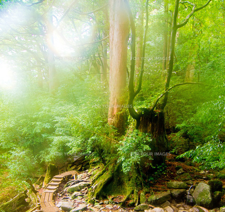 屋久島・幻想的な森の写真素材 [FYI00224310] | ストックフォトの