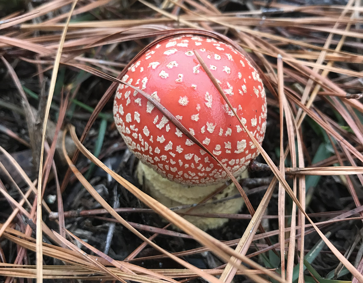 Toadstools: Friend or foe? Your best bet is to surely know