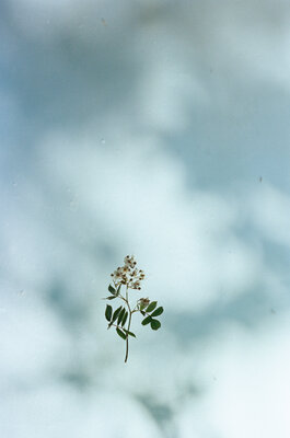 FLOWER #13 - 野口恵太 | shashasha 写々者 - 写真集とアートブック