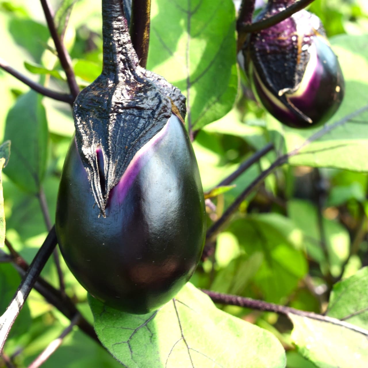 ナスの連作障害とは？症状や予防方法について解説 ｜ コラム