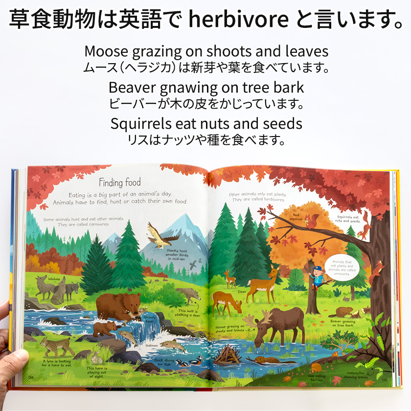 英語イラスト百科事典 Usborne My First Encyclopedia | 英語伝