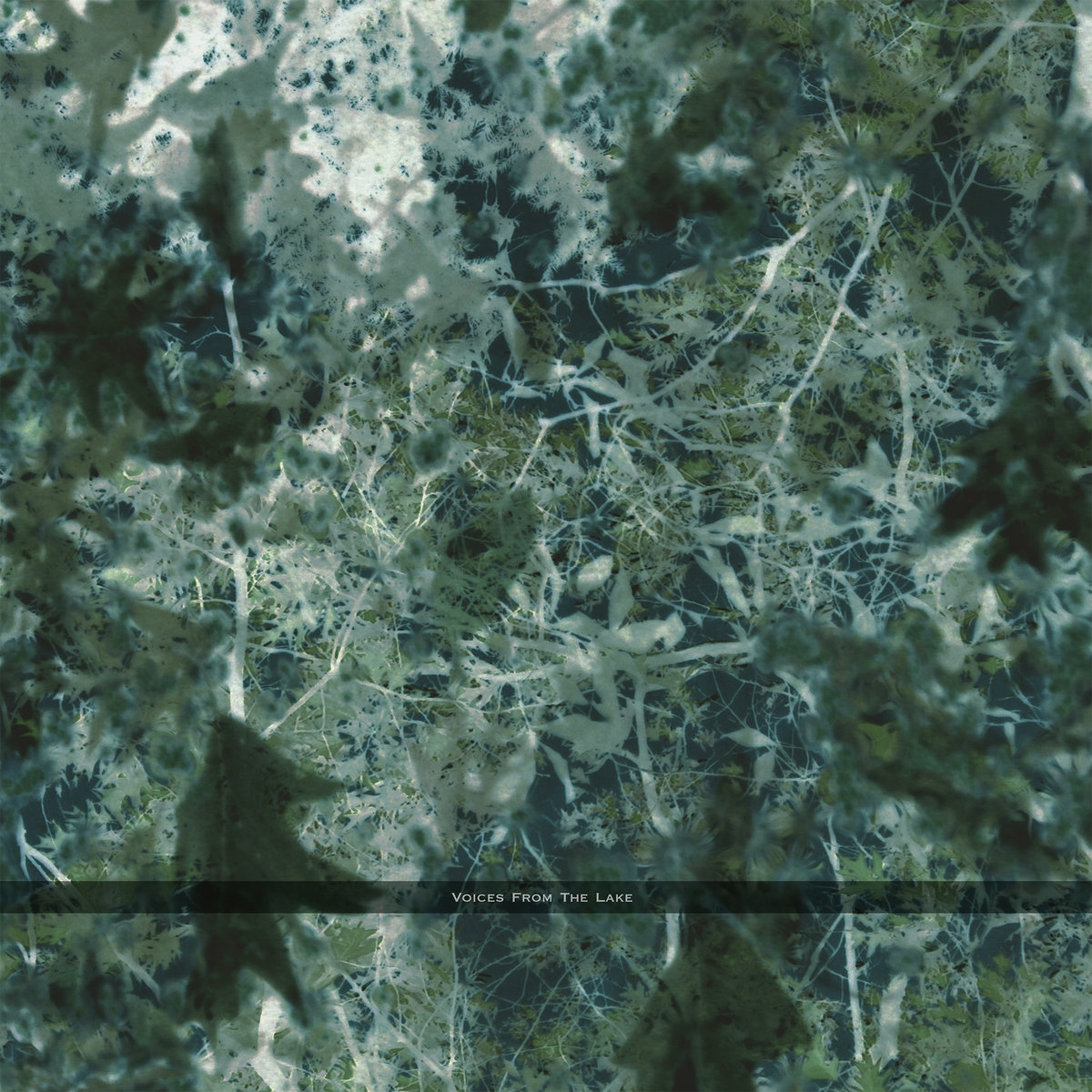 Voices From The Lake | Voices From The Lake