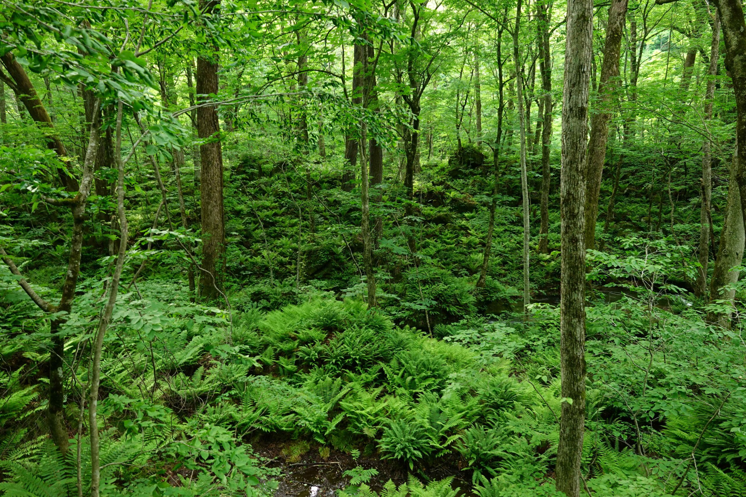 FORESTON | 奥入瀬渓流ネイチャーツアー・ツアーガイド