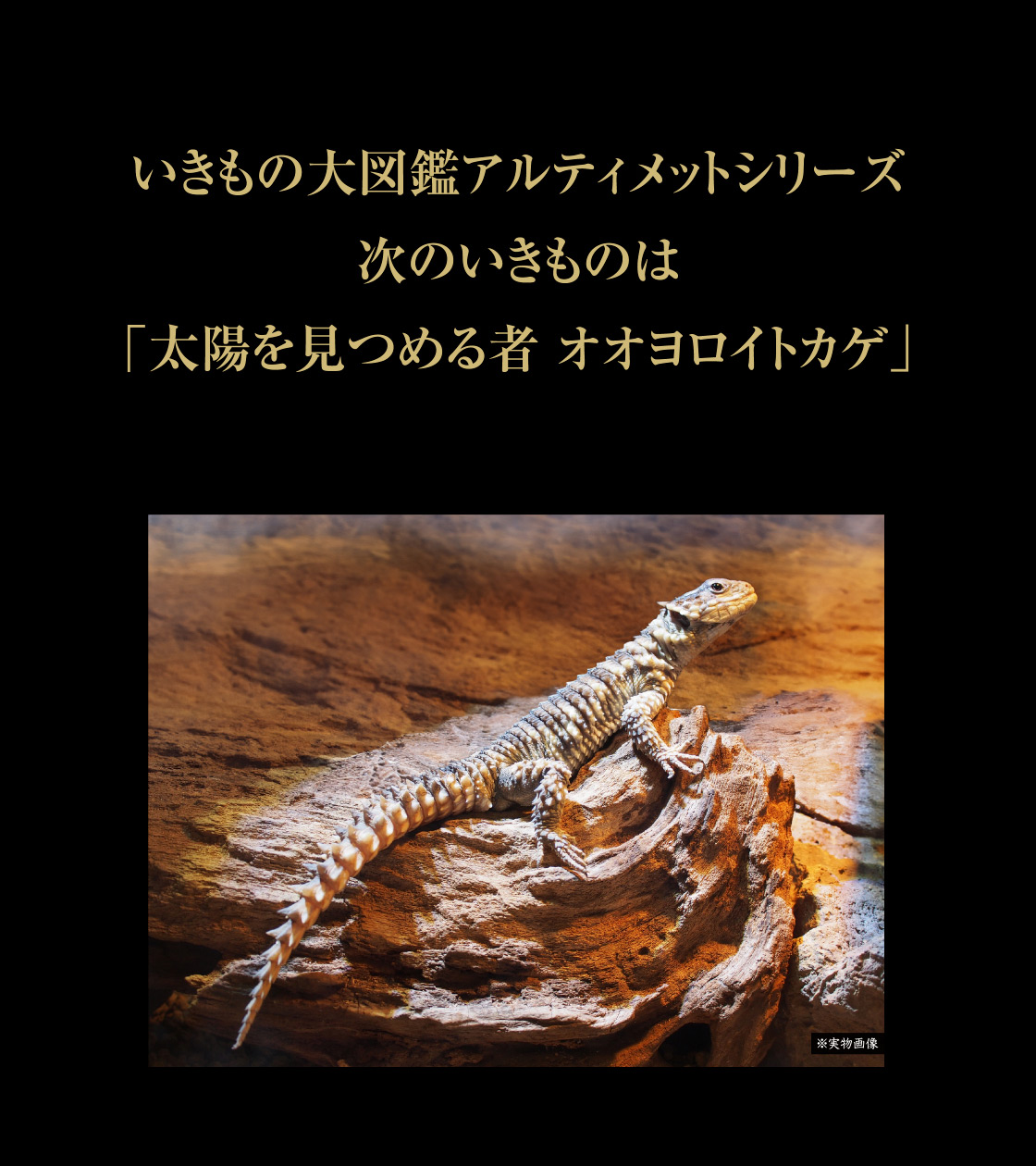 いきもの大図鑑アルティメット オオヨロイトカゲ｜いきもの大図鑑