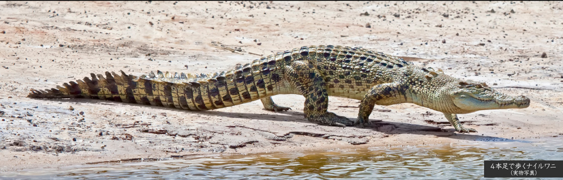 いきもの大図鑑 アルティメット ナイルワニ（ライトカラー）｜いきもの