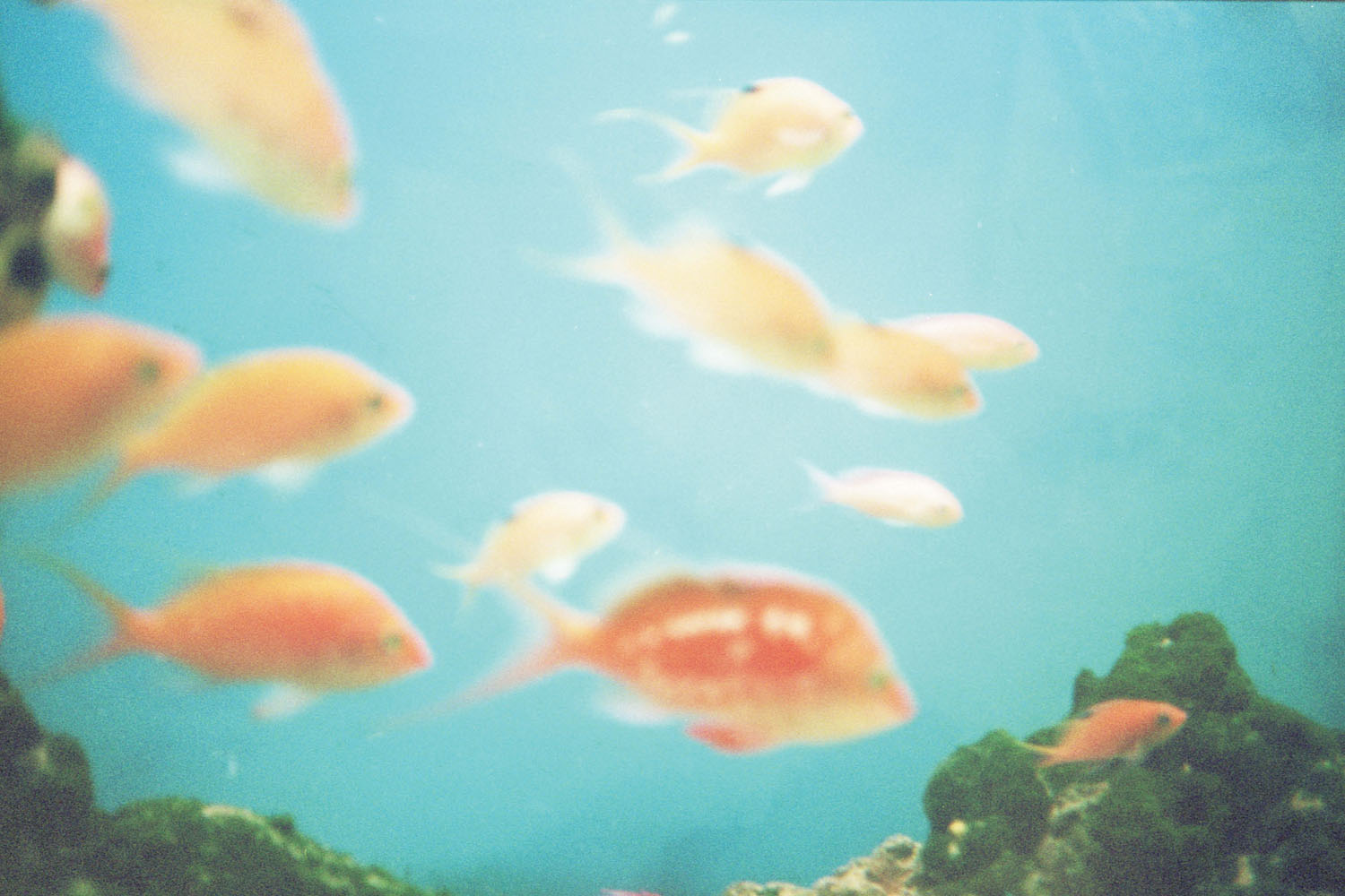 YASHICA ELECTRO 35 MC」かわいくて肌身離さず持ち歩きたいコンパクト