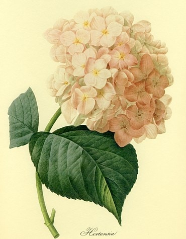 紫陽花（アジサイ,あじさい）の絵,絵画を販売 ルドゥーテ