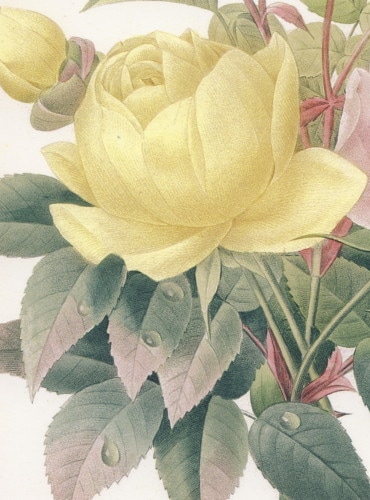 ルドゥーテ127「ローズブーケと蝶」中