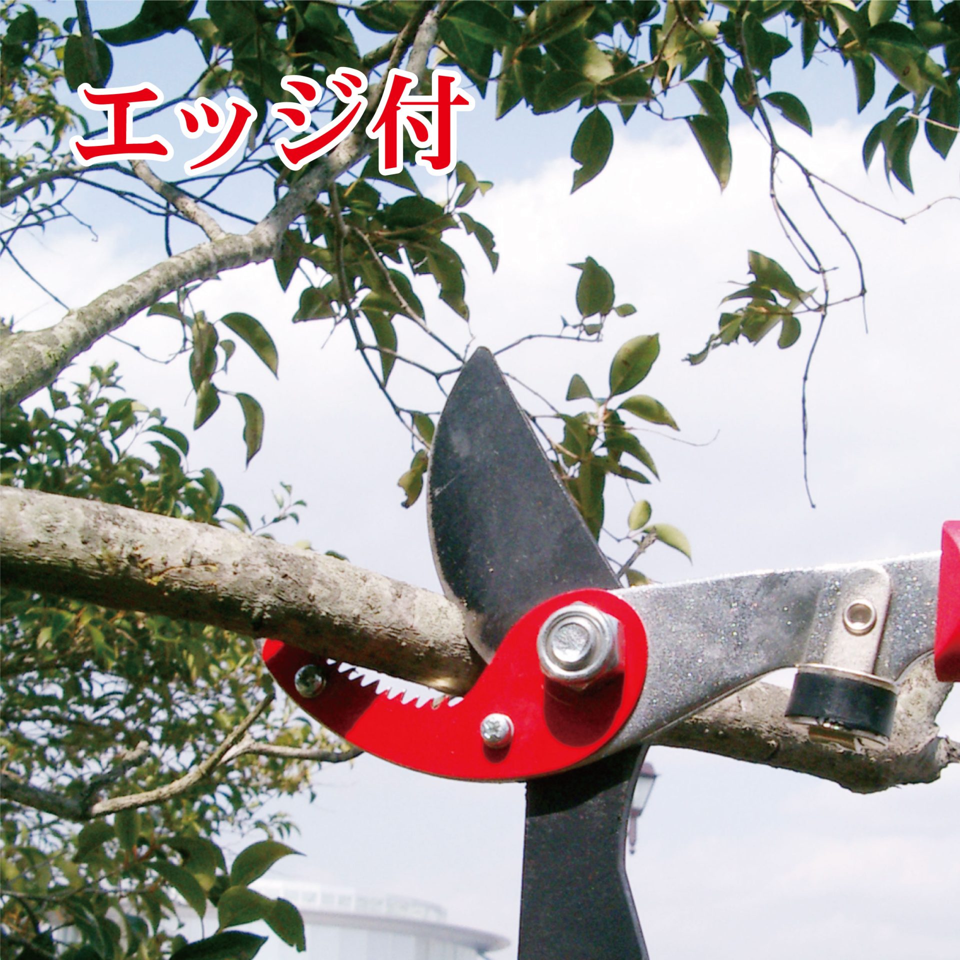 2043 - キンボシ株式会社