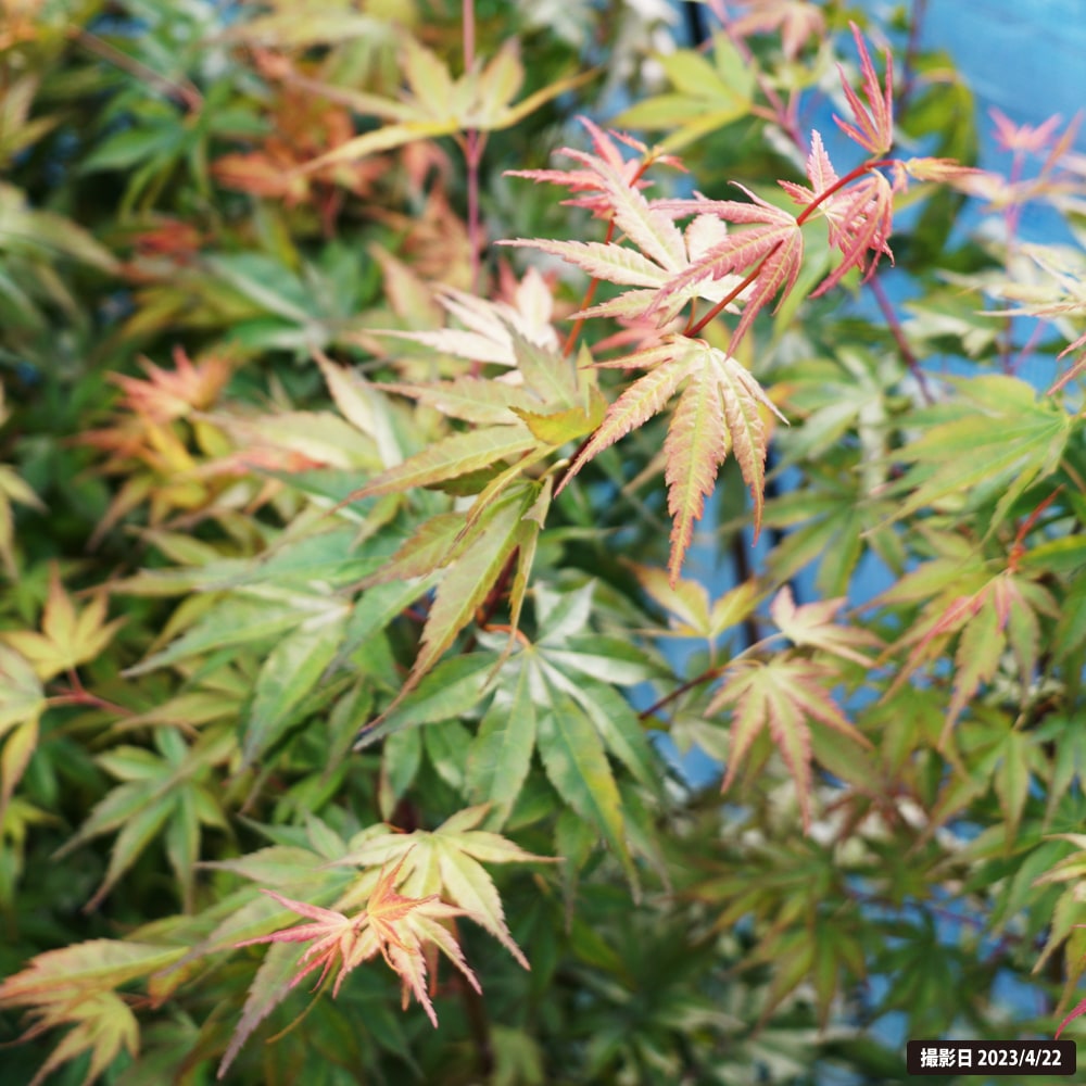 カエデ・もみじ 瑞穂紅 イロハモミジ系 苗 販売 苗木部 By 花ひろば