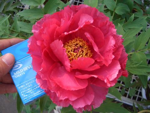 000000002534-01.jpg?size=l&w=