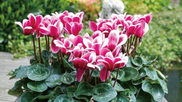 シクラメン ゴブレット | 株式会社ハクサン｜花や植物、園芸資材を