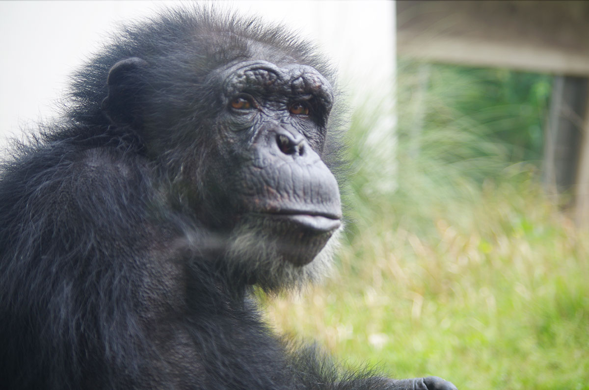 チンパンジー（ニシチンパンジー） - 平川動物公園公式サイト