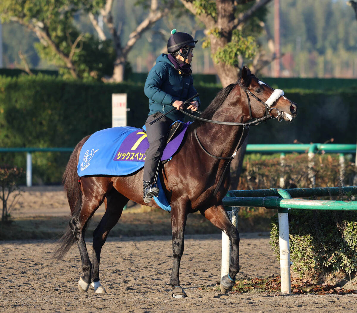 チャンピオンズC・坂本の特注馬】“二刀流”で新境地のシックスペンスが
