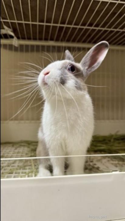小動物の里親募集】福岡県・ウサギ・台湾うさぎ（ID:2508-01976