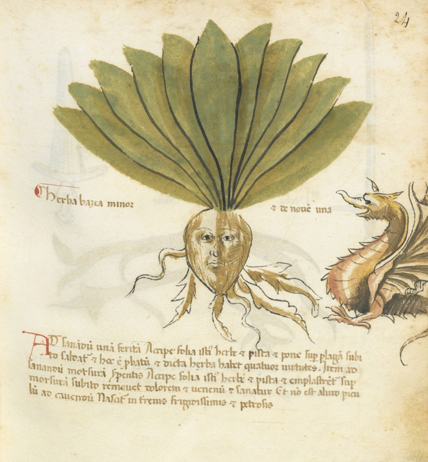 A plant from the Alchemical Herbal BNF Lat.17848 f24r, Italy, 1450