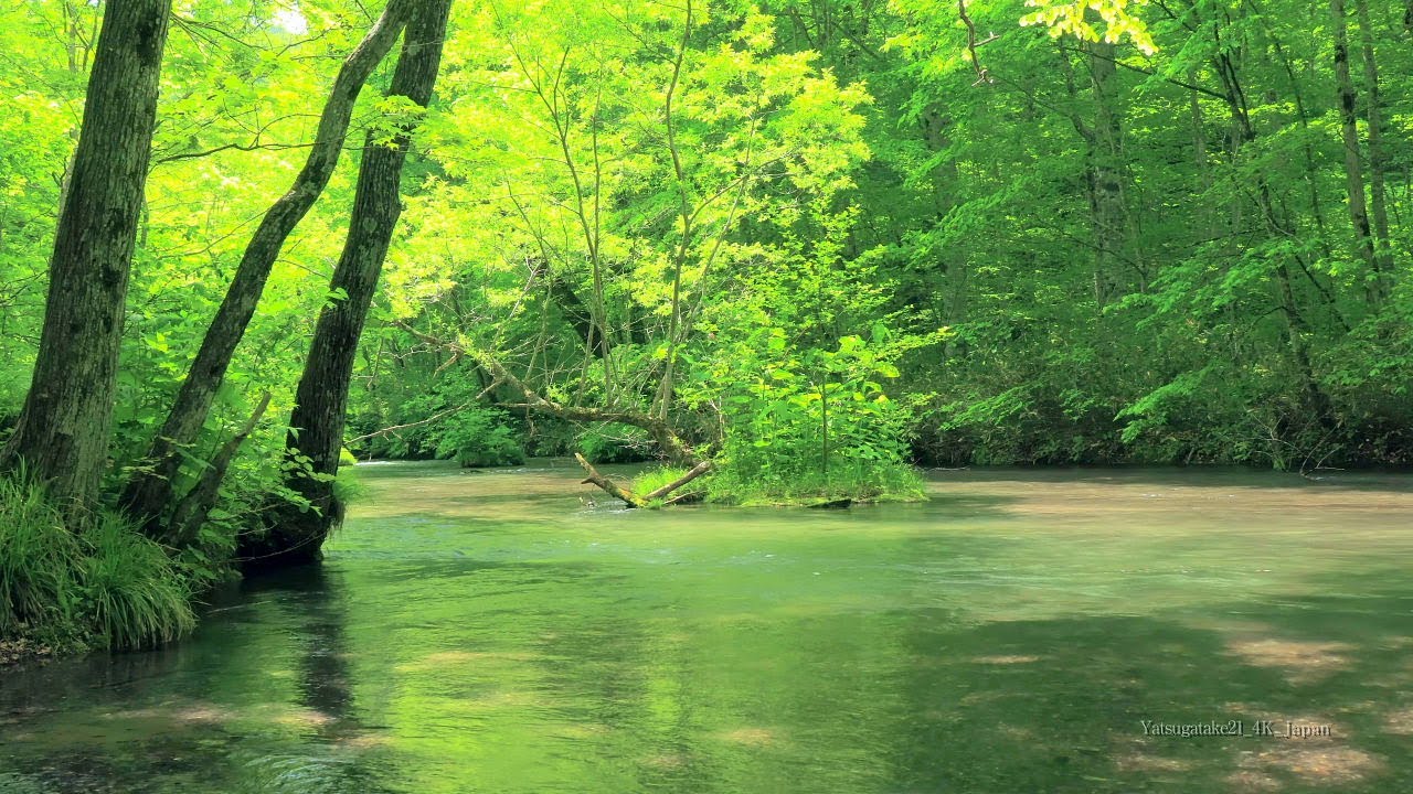 4K映像 清涼爽快「新緑の奥入瀬渓流 石ヶ戸の瀬」8K撮影 青森県十和田
