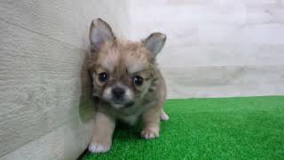 Coo&RIKU No.00747866 チワワ（ロングコート） - YouTube