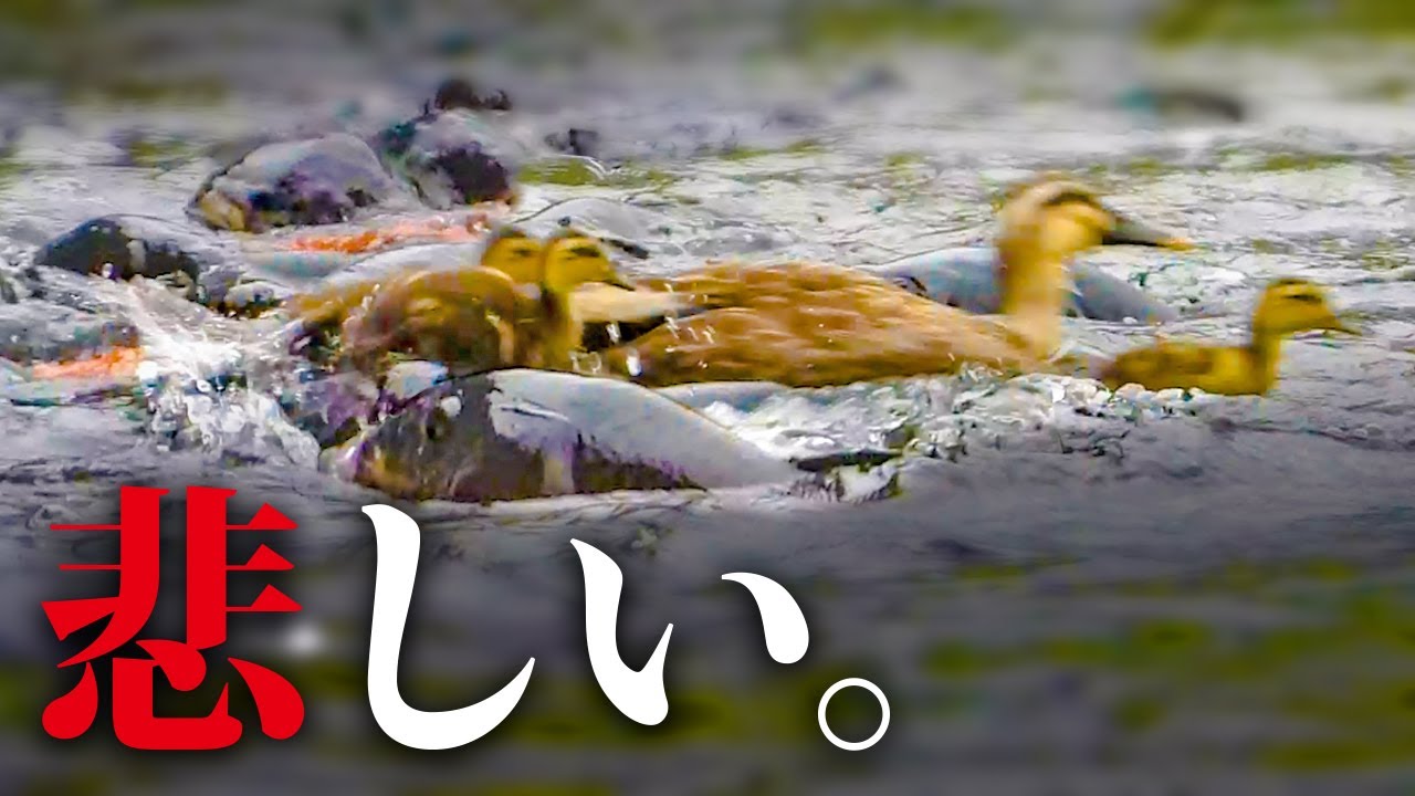 Koi and chicks panic at feeding 0609C① - YouTube