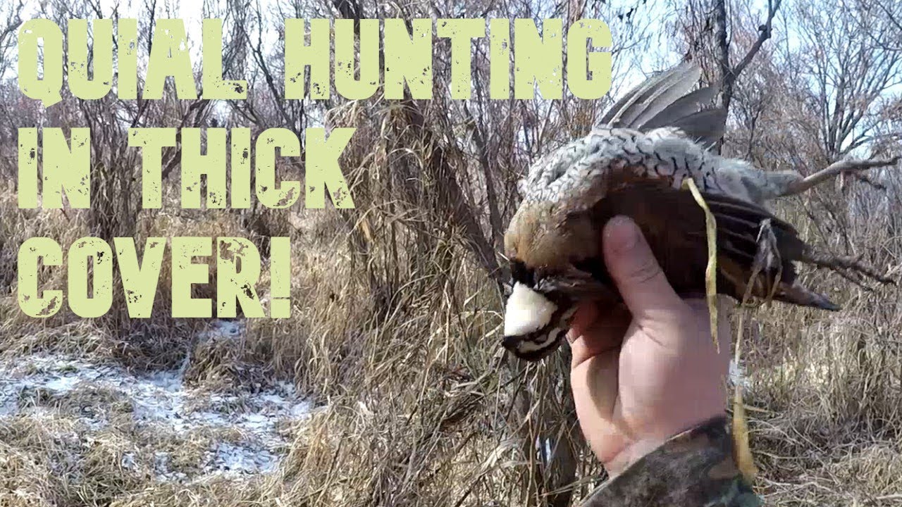 QUAIL HUNTING IN THICK COVER! (BONUS BIRD) - NEBRASKA QUAIL