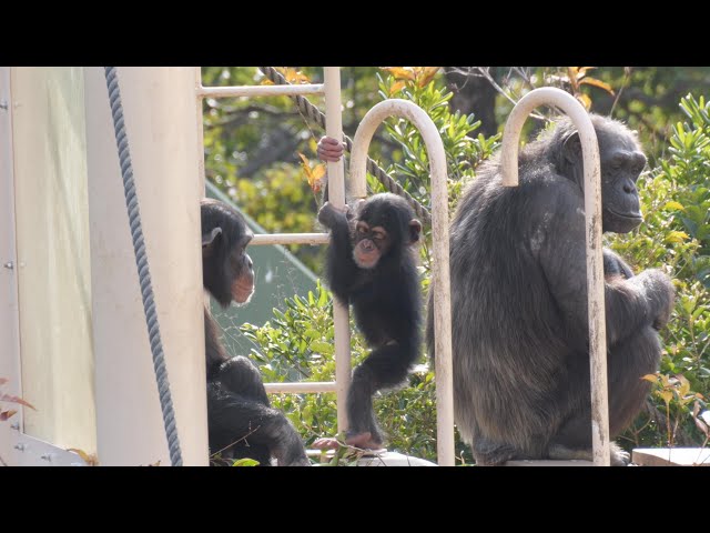 Yotsuba ＆ Kazuki Higashiyama Zoo Chimpanzee 202601 - YouTube