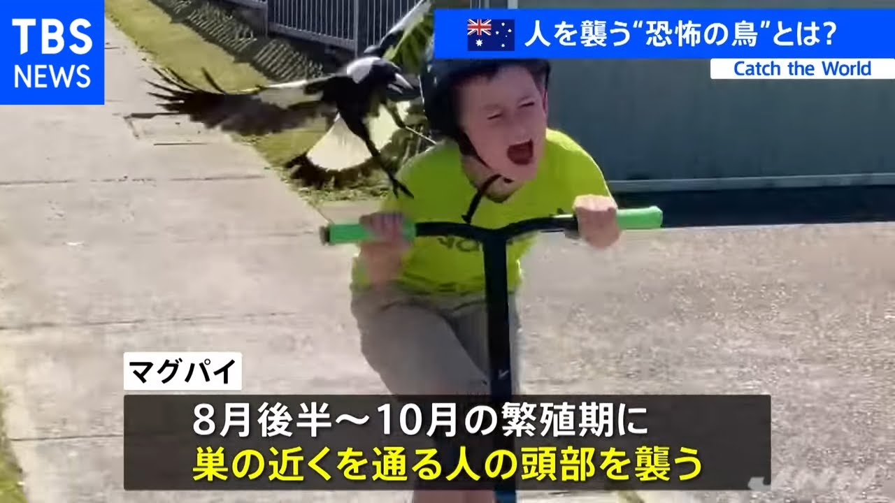 オーストラリアで「片っ端から人の頭部を襲う」“恐怖の鳥”とは - YouTube