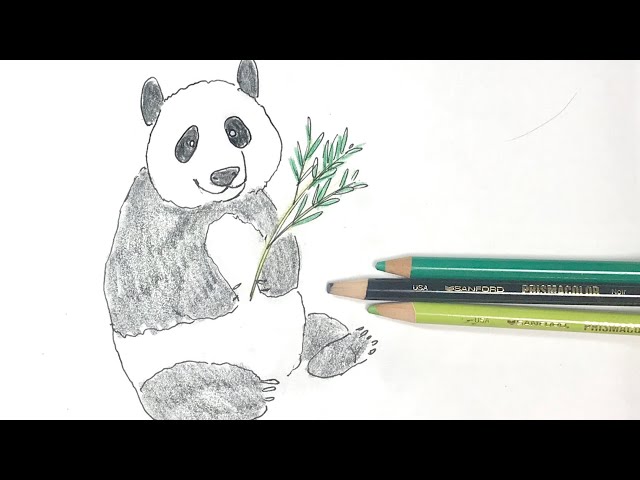 パンダ】の描き方！色鉛筆とペンの簡単イラスト【panda】 - YouTube