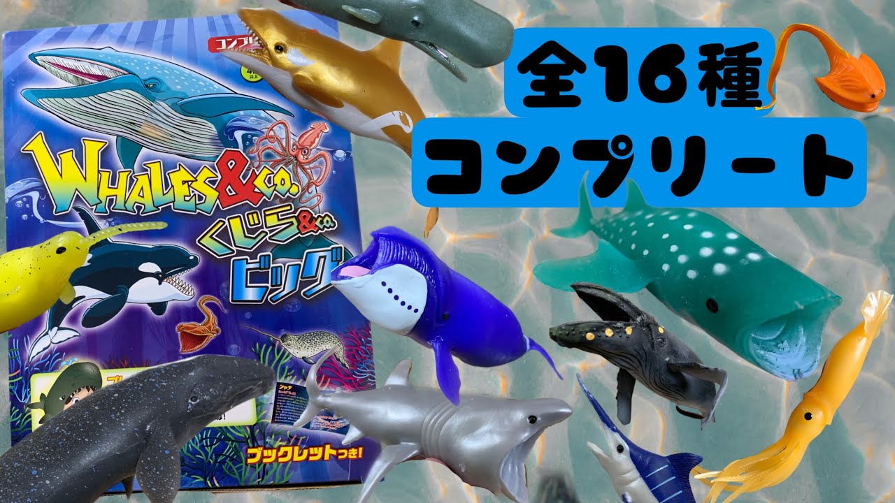 DeAgostini くじら&co.ビッグ コンプリートセット開封（WHALES ＆ co