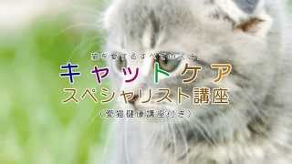 キャットケアスペシャリスト講座|通信教育講座で資格なら「ヒューマン