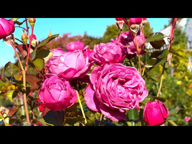 秋バラ Autumn Roses［4K］2024年11月19日/November 19, 2024 京成バラ