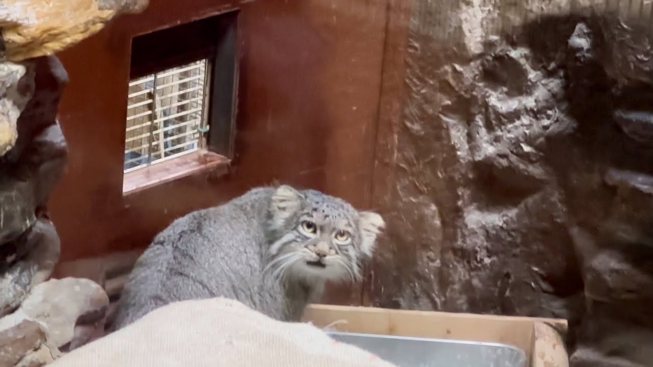 ちょこっとマヌルネコ🐈‍⬛ 10月15日 上野動物園 - YouTube