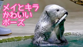 ラッコ メイちゃんとキラちゃん どちらのポーズが好きですか？【鳥羽