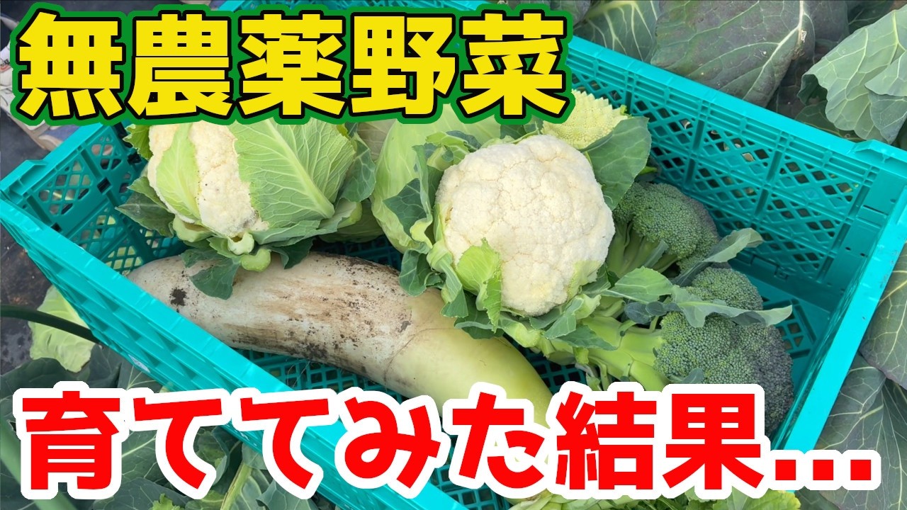 The results of growing autumn and winter vegetables without