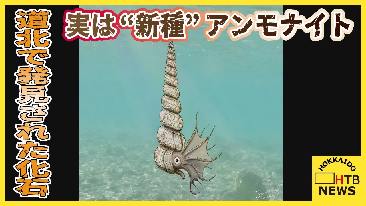実は新種「異常巻きアンモナイト」 北海道・小平町 苫前町 羽幌町の3