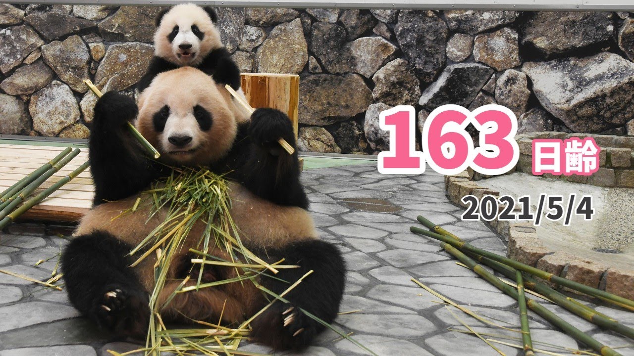 パンダの赤ちゃん（楓浜）】真似っこ楓浜☆（163日齢） - YouTube