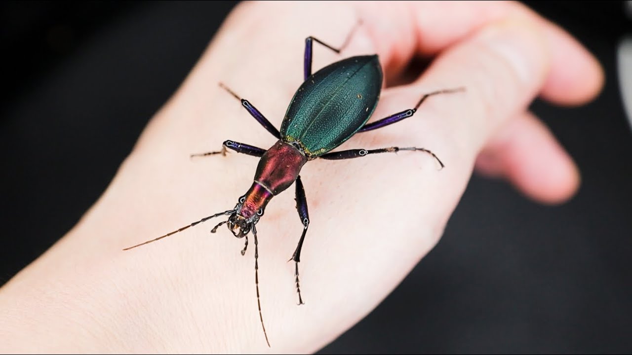 日本屈指の美麗甲虫キタカブリ（男鹿半島）damaster blaptoides
