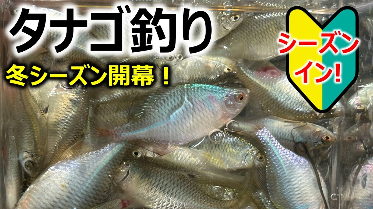 開幕前調査！】タナゴ釣り - YouTube