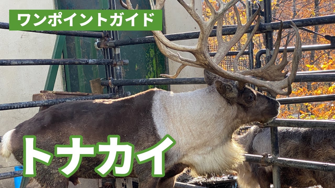ワンポイントガイド(トナカイ) - YouTube