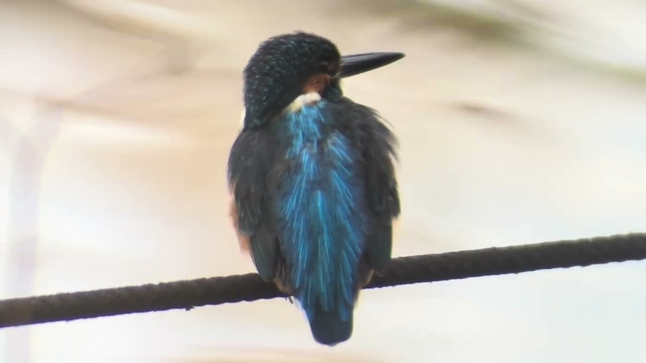 善福寺公園 カワセミ - YouTube