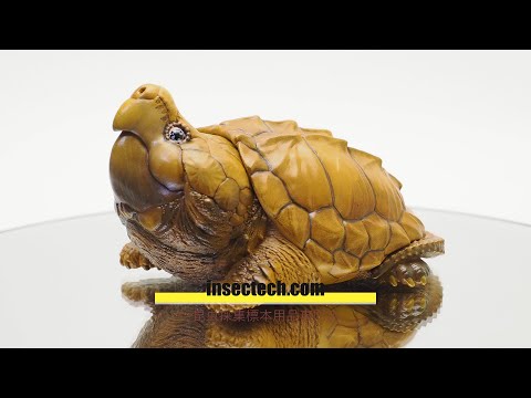 動物の惑星】「抖音限定」ワニガメ Macrochelys temminckii フィギュア