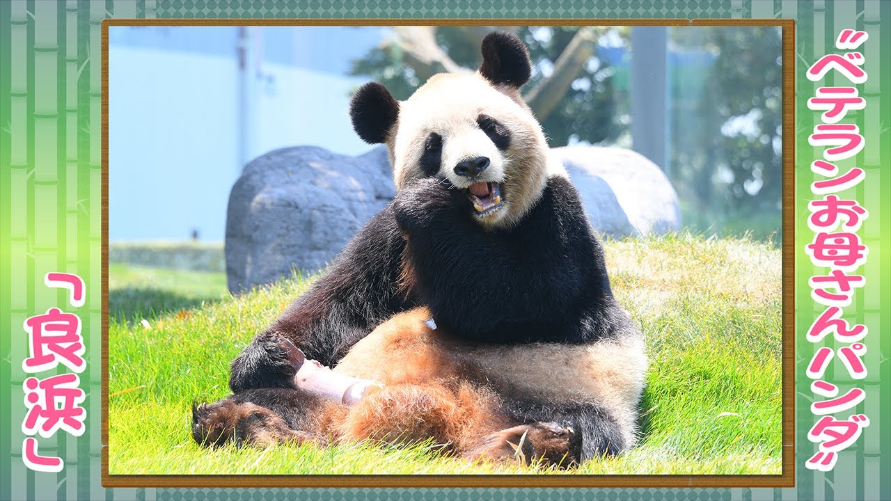 良浜」これからもよろしくね』 アドベンチャーワールドのパンダたち #5