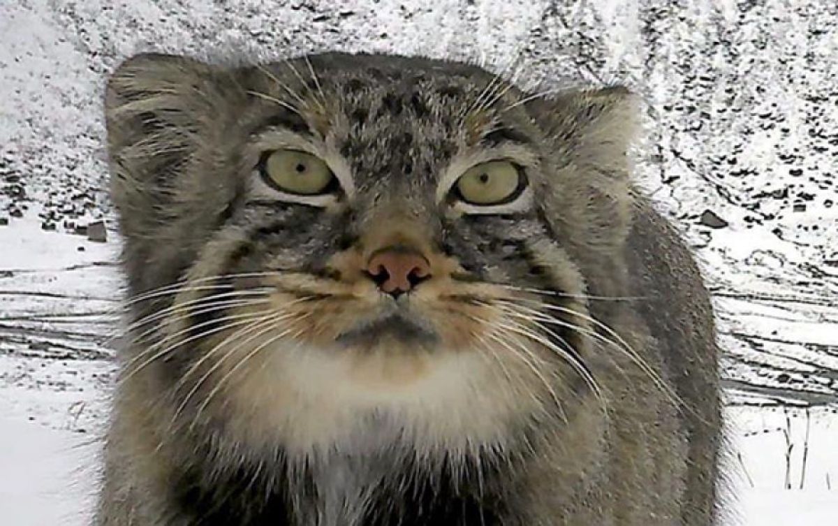 うれしいニュース。マヌルネコがヒマラヤ東部に生息していることが判明