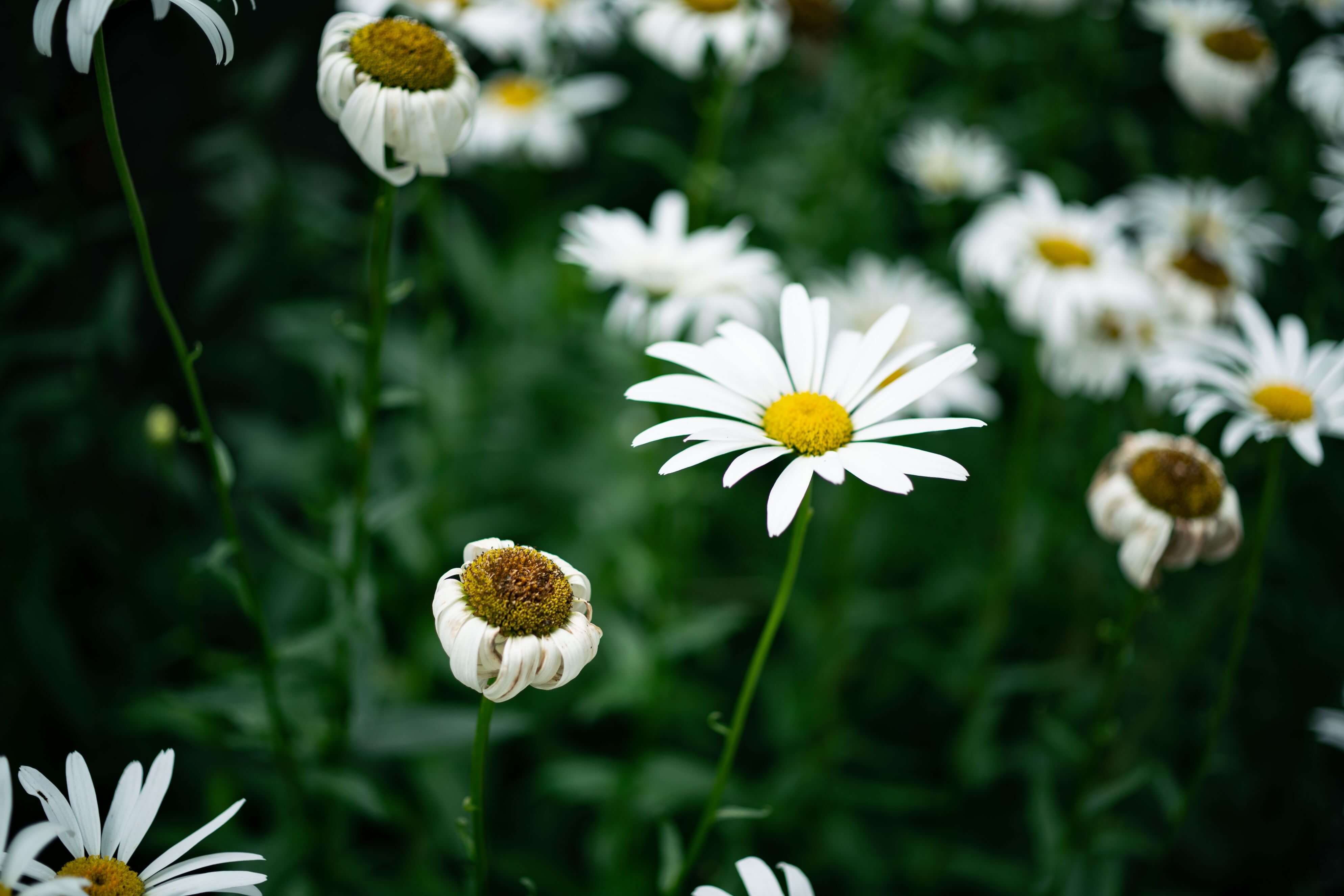 レビュー】Carl Zeiss Makro Planar T* 50mm F2 ZF.2 sony a7RⅡで使っ