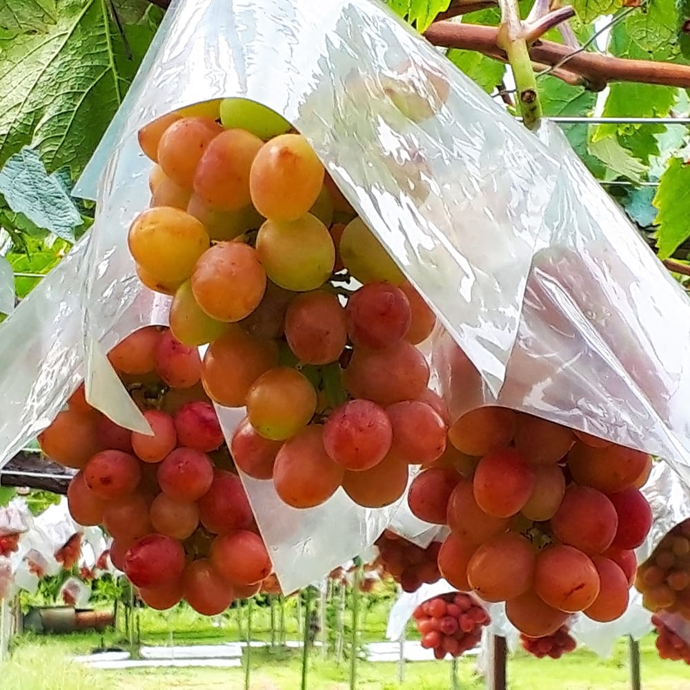 甲斐路 ブドウ 欧州系2倍体の特徴と育て方 kaju_budou021-01 | 苗木部