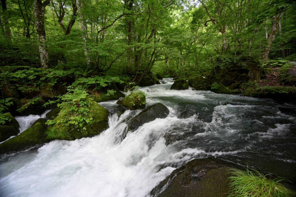 夏に青森の奥入瀬渓流へ行って撮影をしてきた【Nikon Z7＋Z14-30mmf4